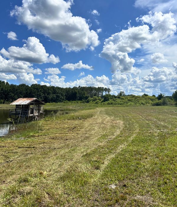Bush Hog + Property Clearing bush hogging groveland fl