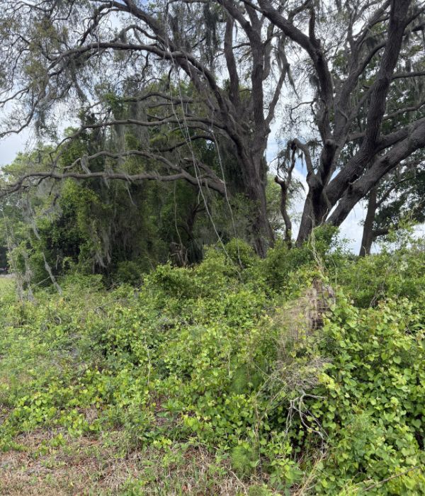 Utility Easement tree grinding service groveland fl