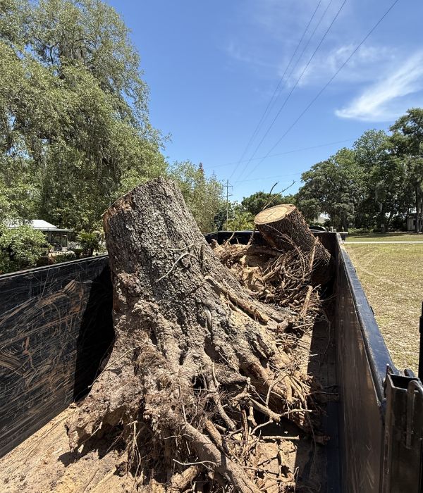 Stump Removal tree grinding service groveland fl