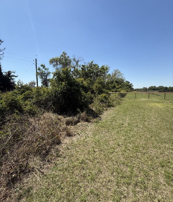 Utility Easement tree stump removal service groveland fl